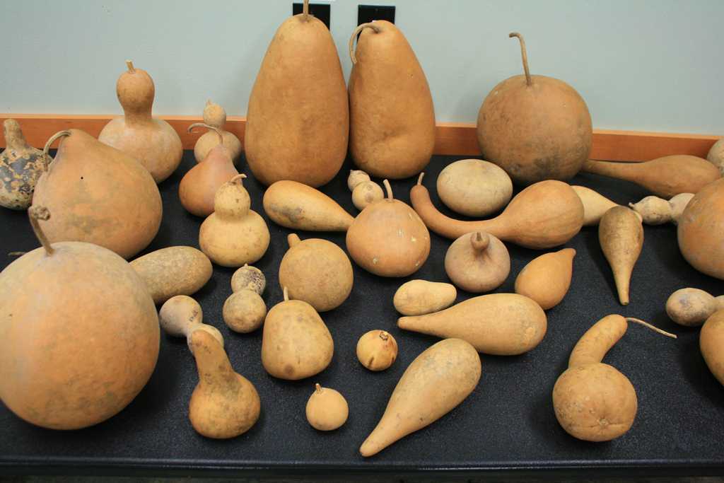 Creating a Gourd Birdhouse